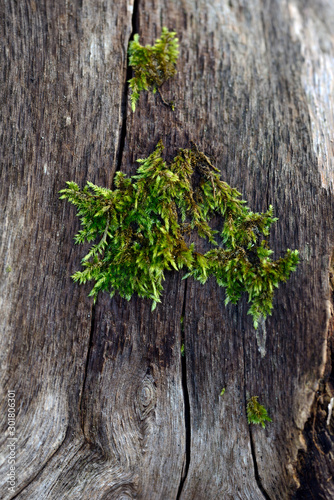 moss, lava on a tree, sweden, nacka , stockholm