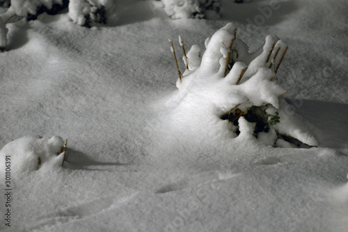 Photography tree, branches,  on snow sweden, nacka , stockholm europe
