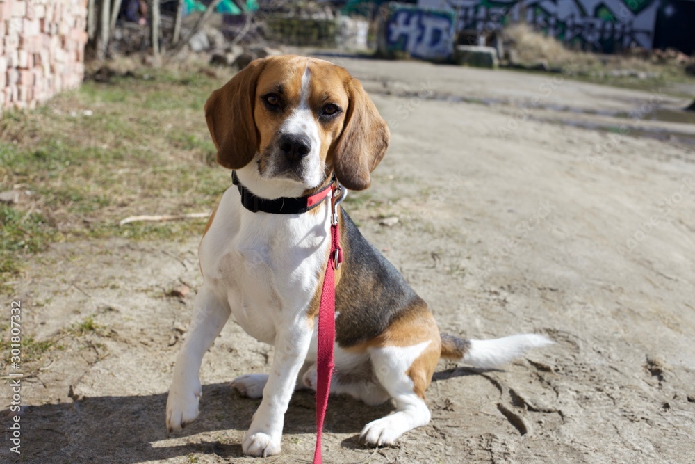 Sweet beagle puppy out for a walk