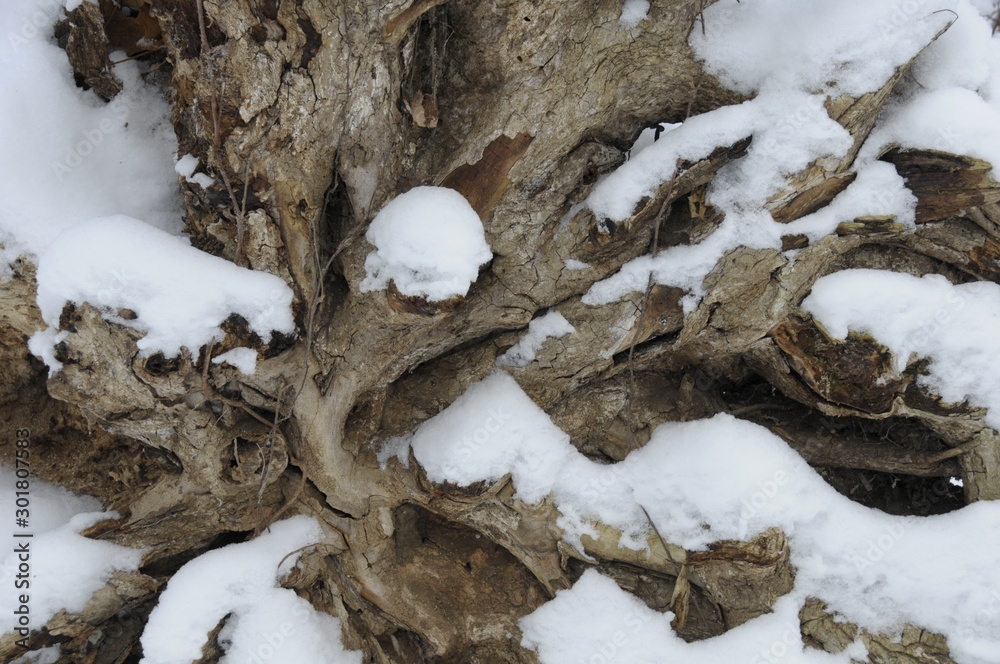 Tree Roots with Snow