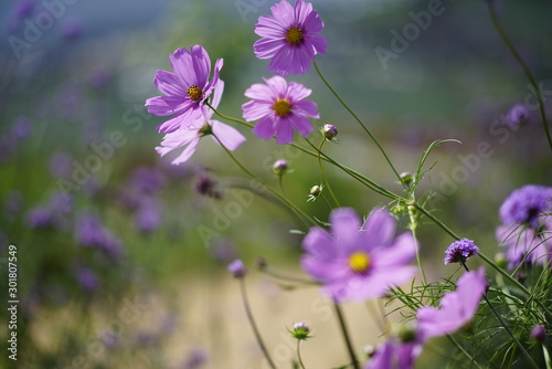 Field of cosmos in the flower garden