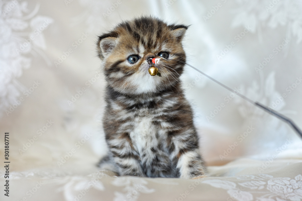Beautiful funny striped kitten breed exotic Shorthair catches toy . The design concept of the children's Fund