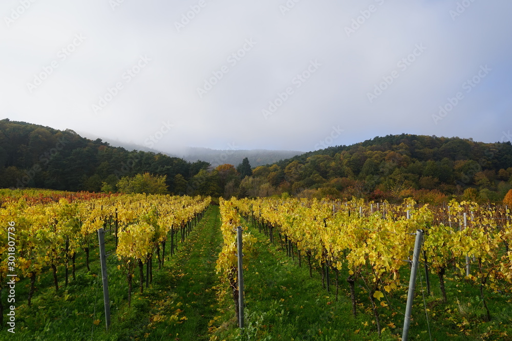 Reihen von Weinstöcken vor einer Waldlandschaft bei Hochnebel