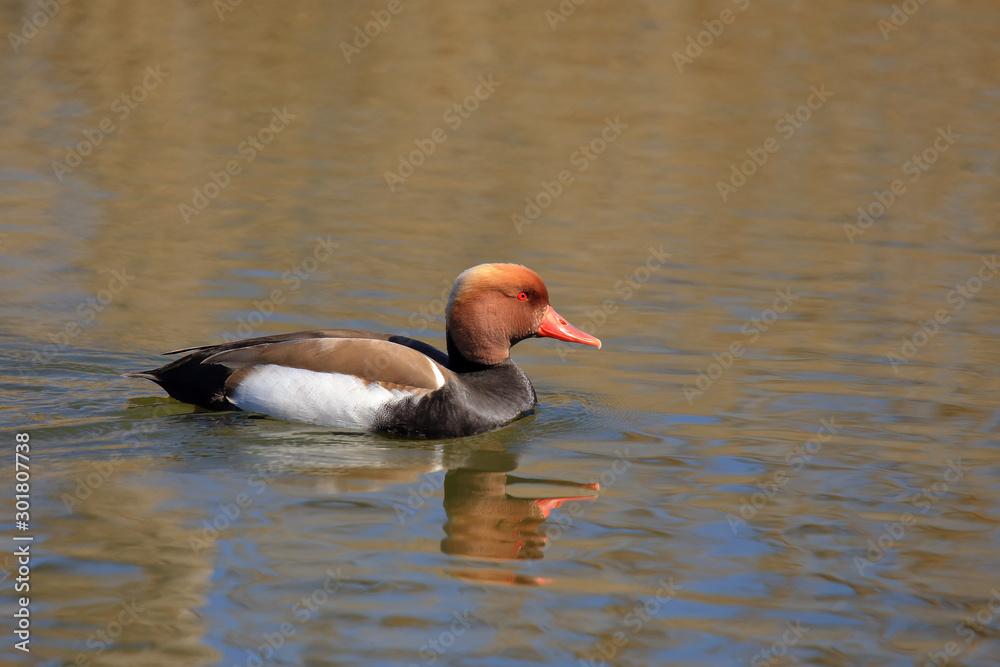 Red-crested pochard (Netta rufina) male swimming Red-crested pochard (Netta rufina) male swimming