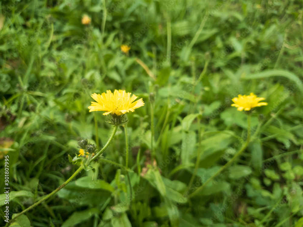 yellow dandelion in the grass