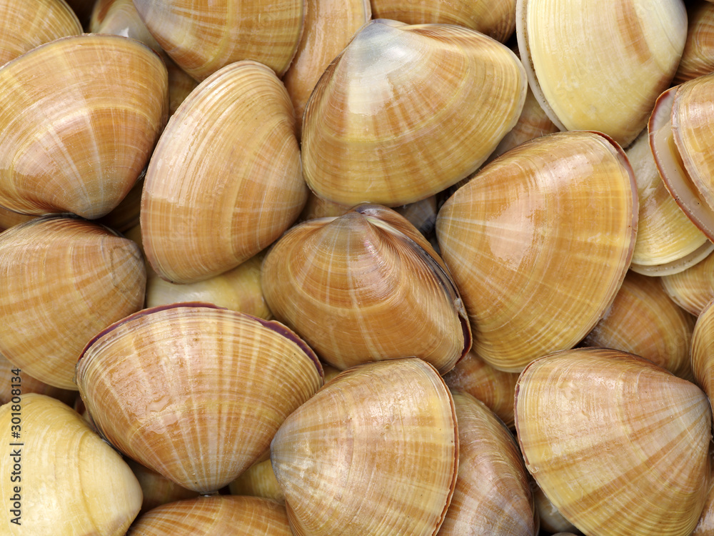Stacked fresh raw clams background Stacked fresh raw clams background