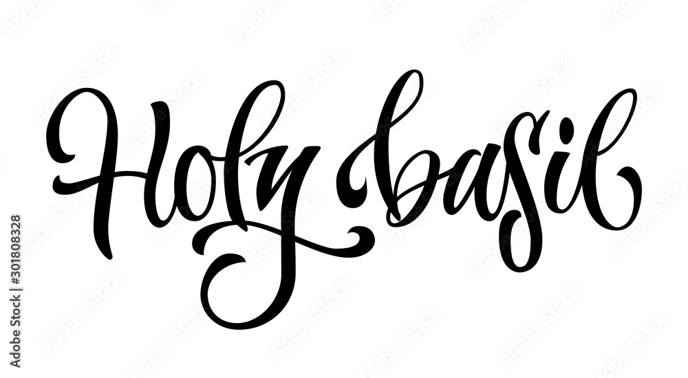 Vector hand drawn calligraphy style lettering word - Holy basil. Vector hand drawn calligraphy style lettering word - Holy basil.
