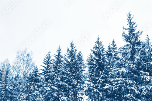  Frozen winter forest with snow covered trees. © alenalihacheva