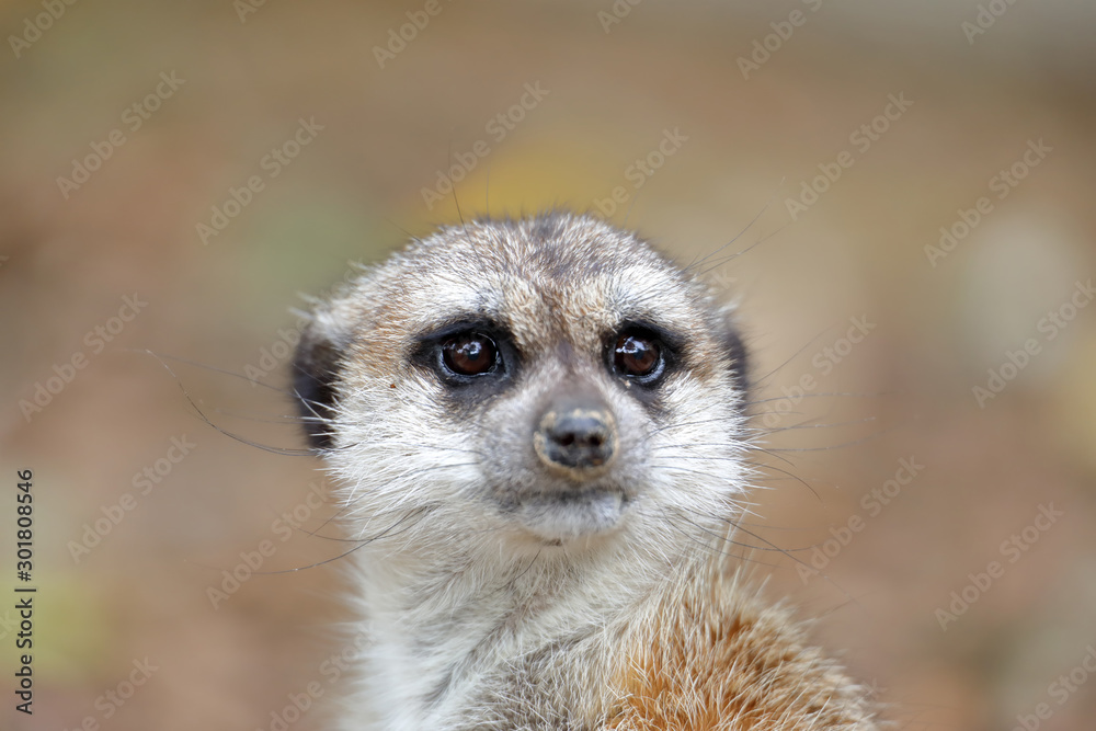 Close-up portrait of a meerkat (Suricata suricatta) Close-up portrait of a meerkat (Suricata suricatta)