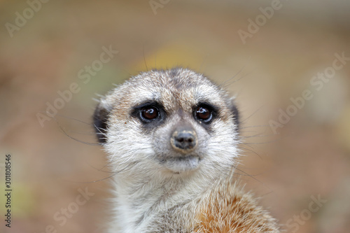Close-up portrait of a meerkat (Suricata suricatta)