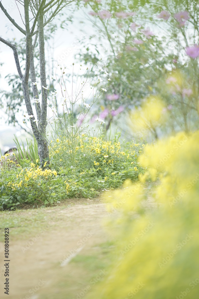 Fototapeta premium Walkway through spring flowers