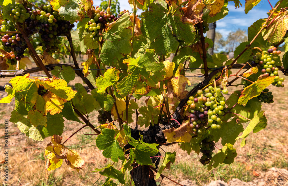 still young, unripe vines on a vine stock still young, unripe vines on a vine stock