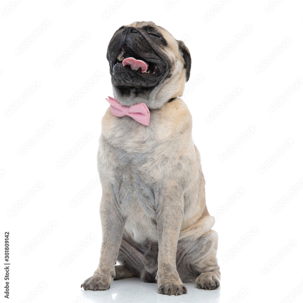 happy pug wearing pink bowtie and sticking out tongue happy pug wearing pink bowtie and sticking out tongue