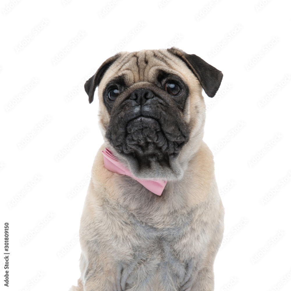 cute pug wearing pink bowtie and looking to side