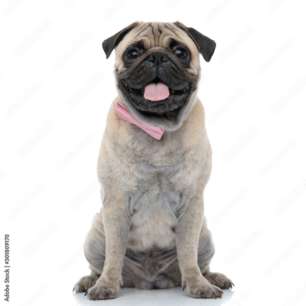 happy pug wearing pink bowtie and panting