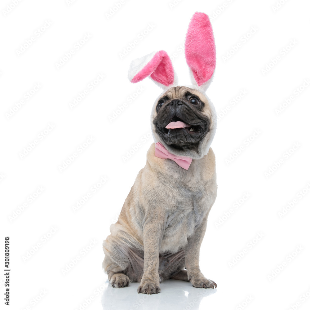 happy pug wearing bunny ears and bowtie