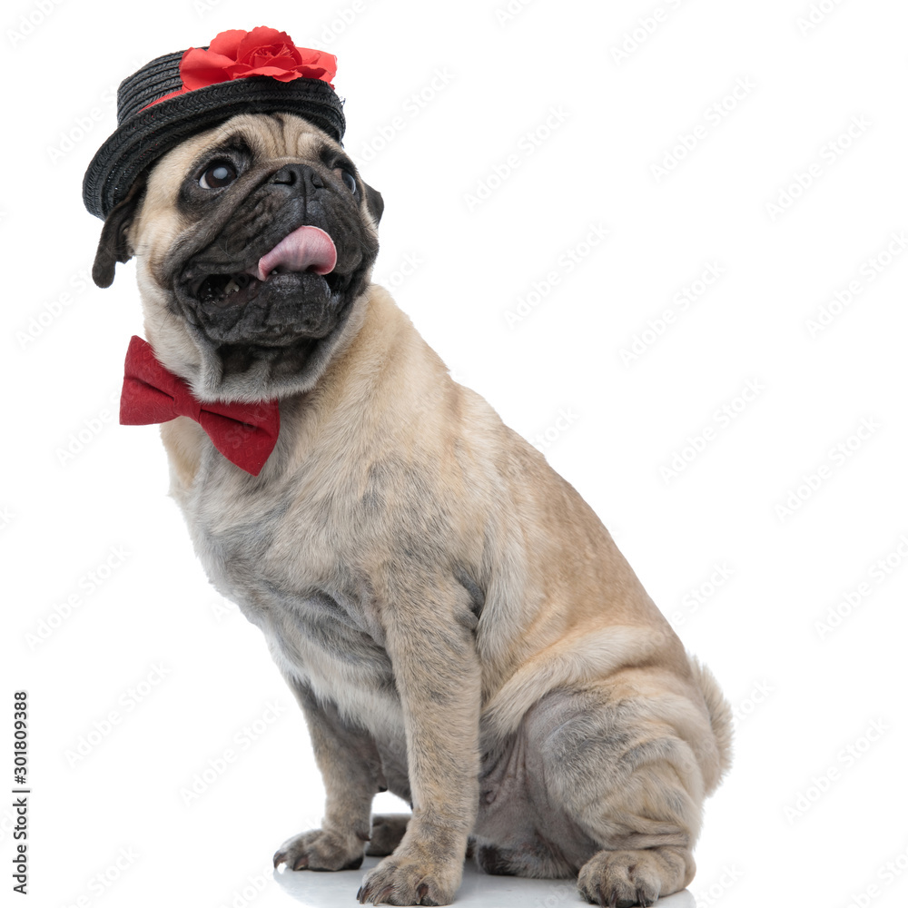 Fototapeta premium cute pug wearing bowtie and hat and panting