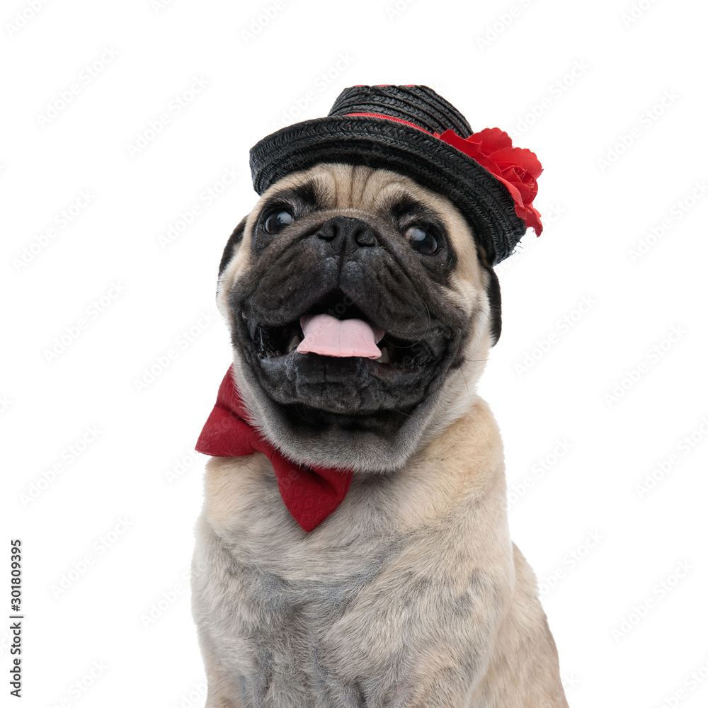 adorable pug wearing hat and red bowtie