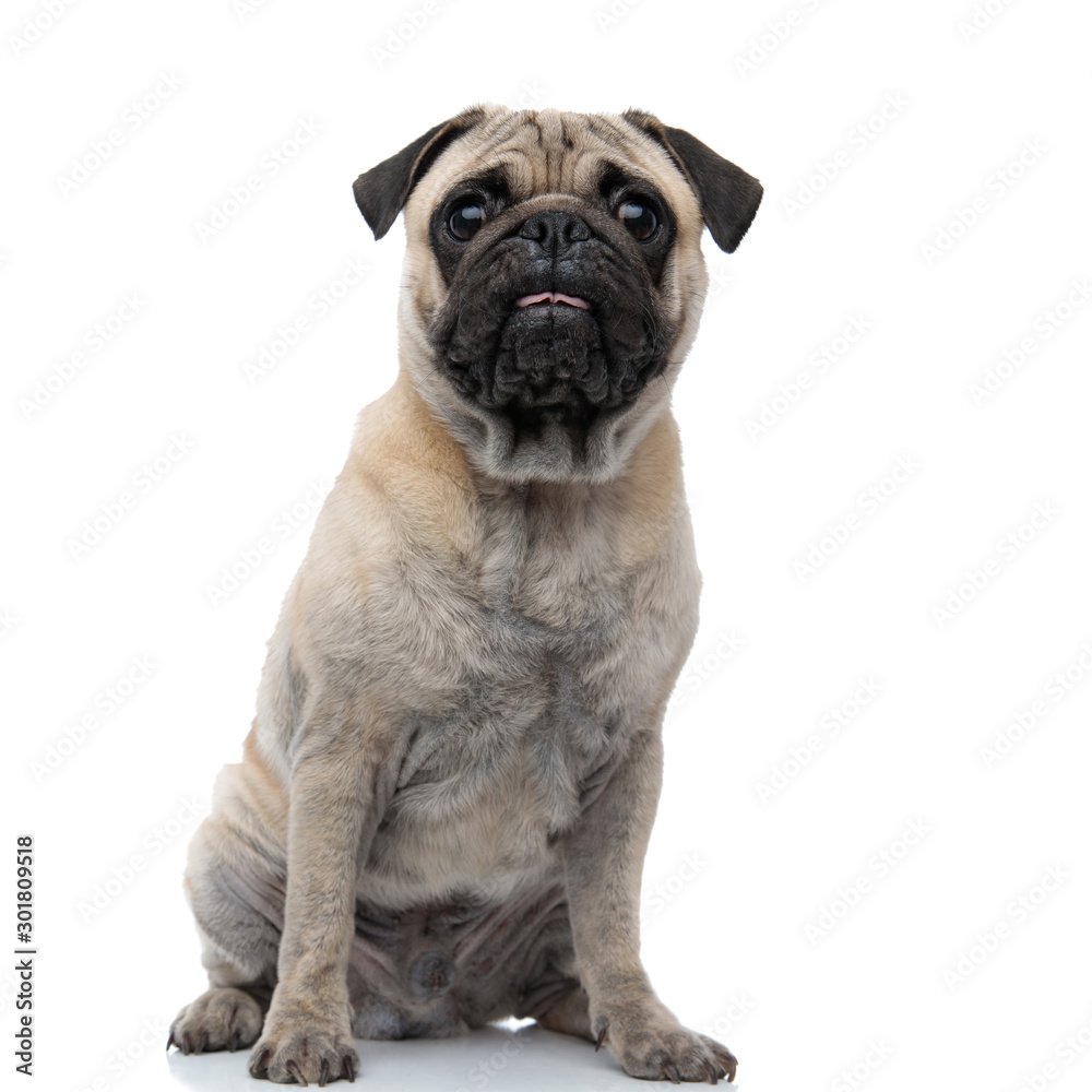 adorable young pug sticking out tongue and panting