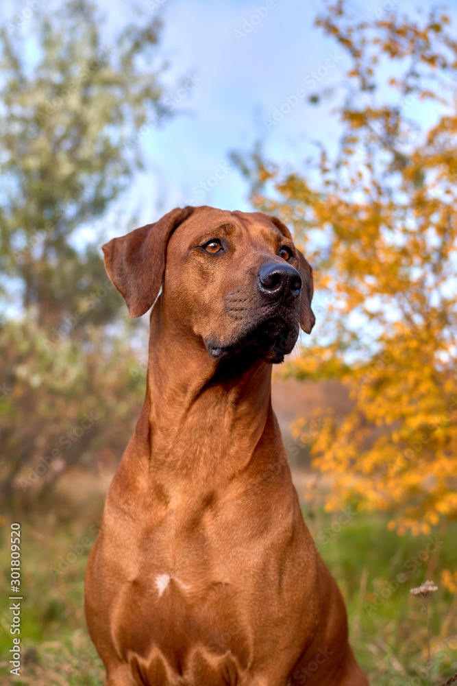 Rhodesian ridgeback dog in autumn time in the forest. Dog portrait.  African Lion hound dog. Close up 