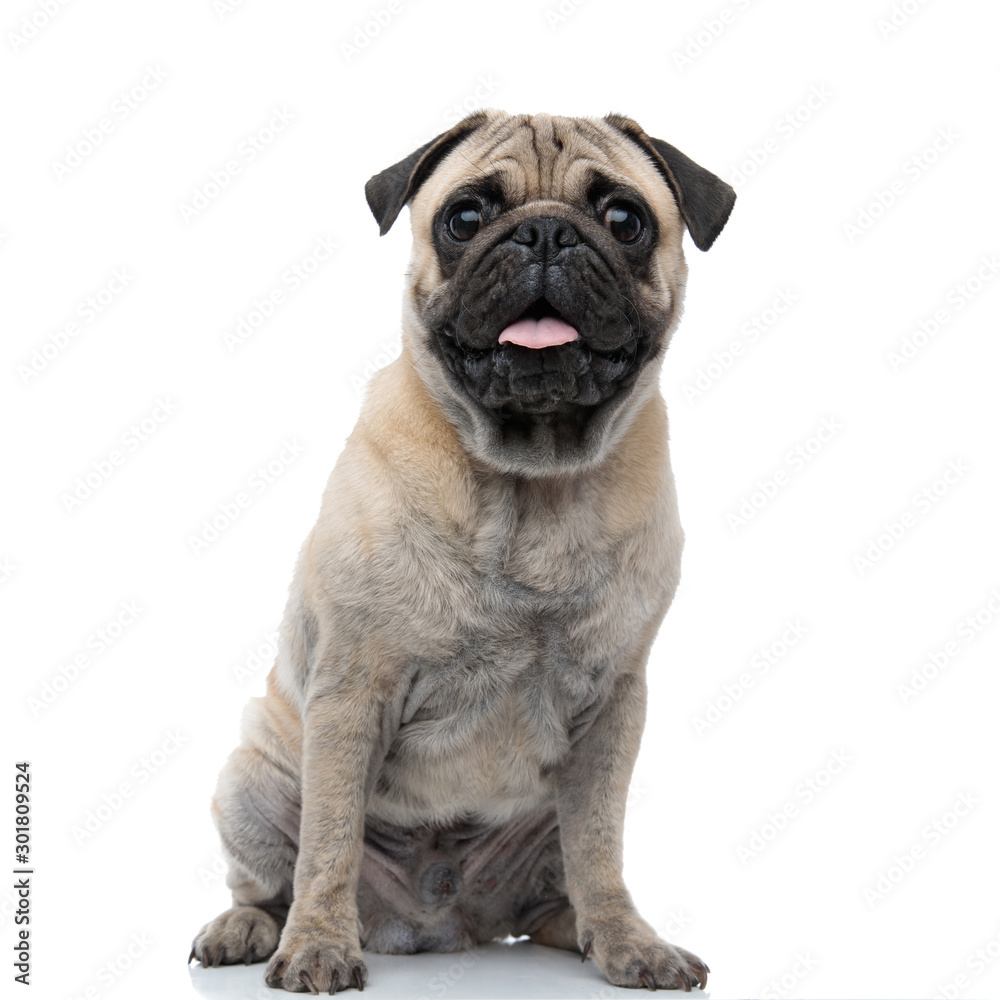 cute pug sticking out tongue and panting