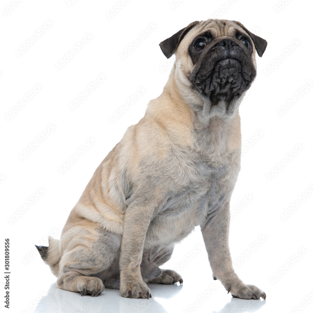 curious pug looking up and sitting on white background