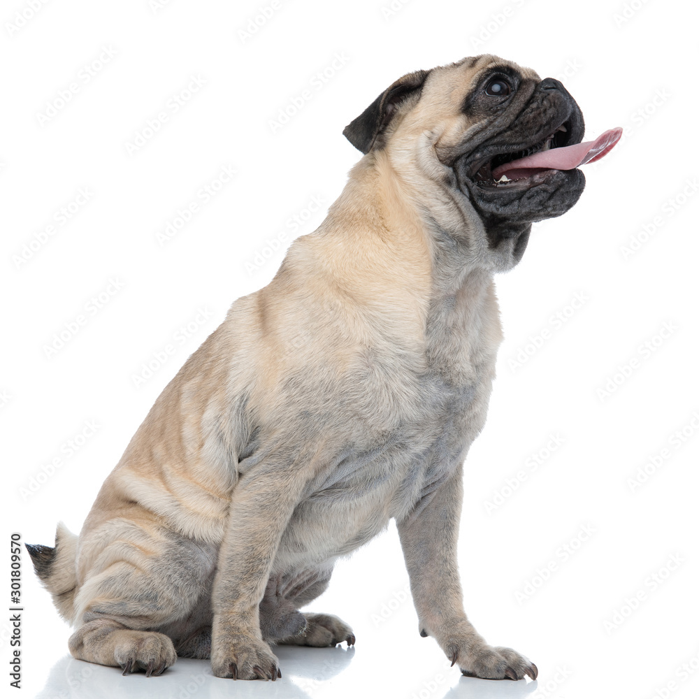 happy young pug sticking out tongue and panting