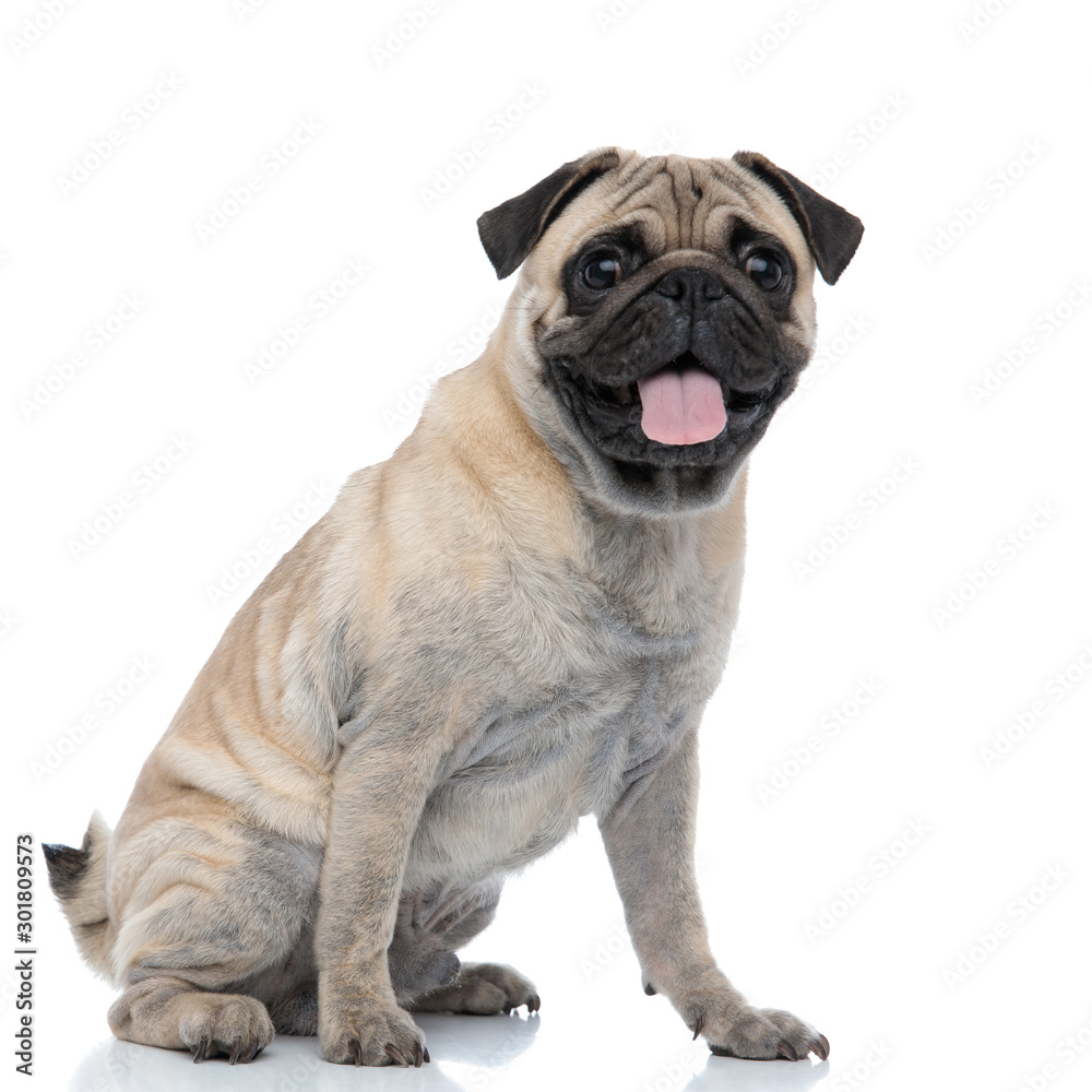 happy adorable pug sticking out tongue and panting