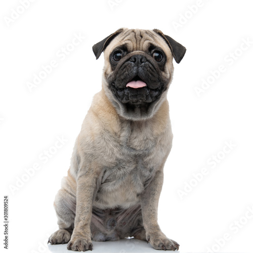 cute pug sticking out tongue and panting