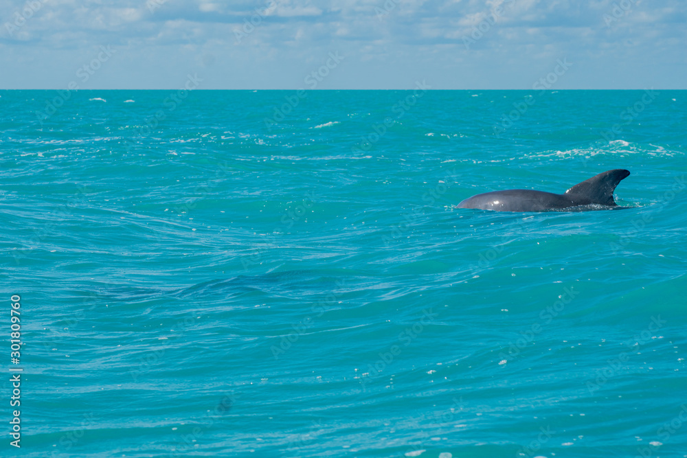 Fototapeta premium Dolphin swimming in beautiful blue caribbean sea