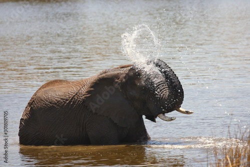 African bush elephant (Loxodonta africana) drinking, swimming and splashing water. Elephant in water. Elephant splashing water from trunk. Trunk up.