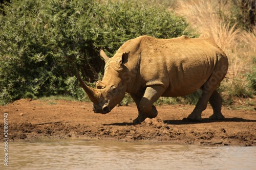 A white rhinoceros  rhino   Ceratotherium simum  walking around the lake close to water  standing in sand. Green trees in background.