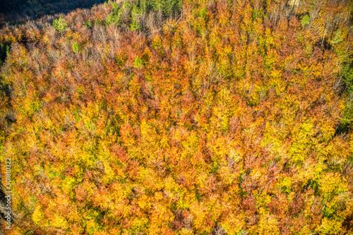 aerial shot of tree leaves stained in autumn colors