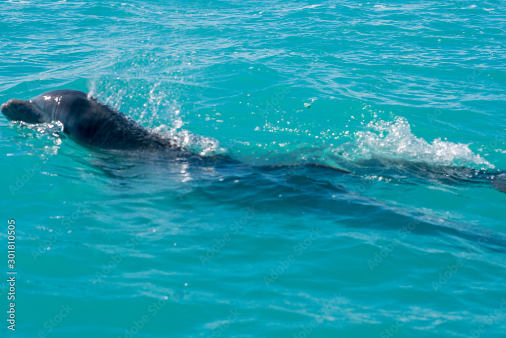 Naklejka premium Dolphin swimming in beautiful blue caribbean sea