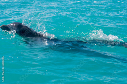 Dolphin swimming in beautiful blue caribbean sea