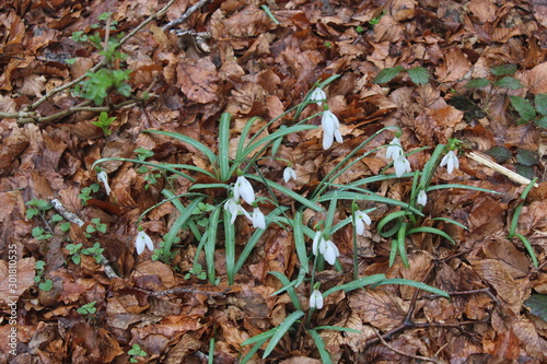 White Flowers in the forest