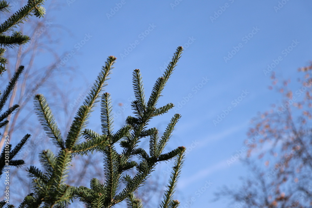 Naklejka premium Branch of a christmas tree in winter with blue sky background, copy space
