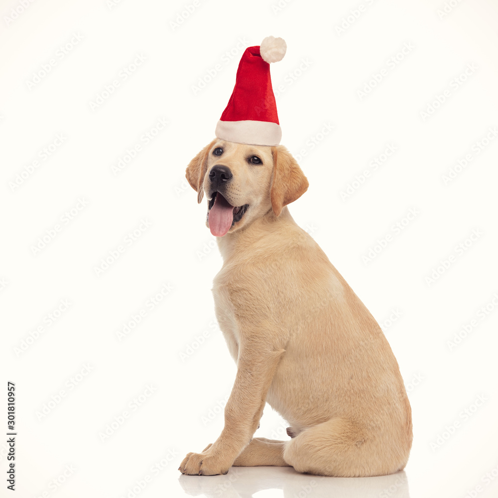 side view of a seated little labrador retriever santa claus puppy side view of a seated little labrador retriever santa claus puppy