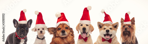 happy christmas dogs in a line wearing santa hats © Viorel Sima