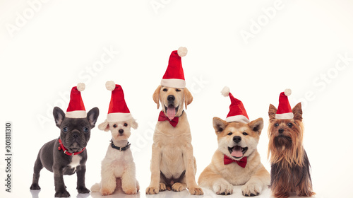 adorable group of little santa claus dogs celebrating christmas