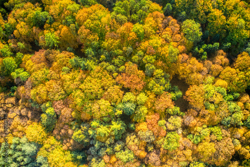 aerial shot of tree leaves stained in autumn colors