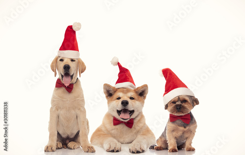 three little friends santa claus dogs celebrating christmas © Viorel Sima