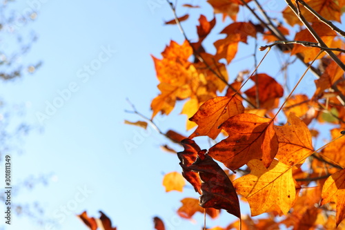 Brightly illuminated golden autumn leaves as background with copy space