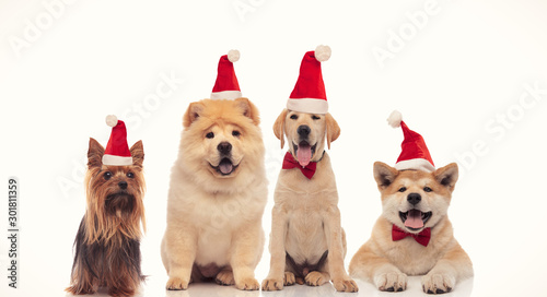 four adorable little dogs wearing red santa claus hat © Viorel Sima