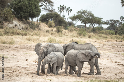 african elephants in a nature of Tanzania