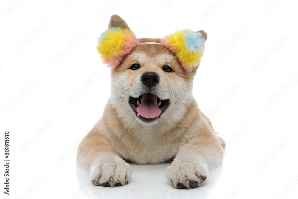 Adorable Akita Inu panting and looking forward