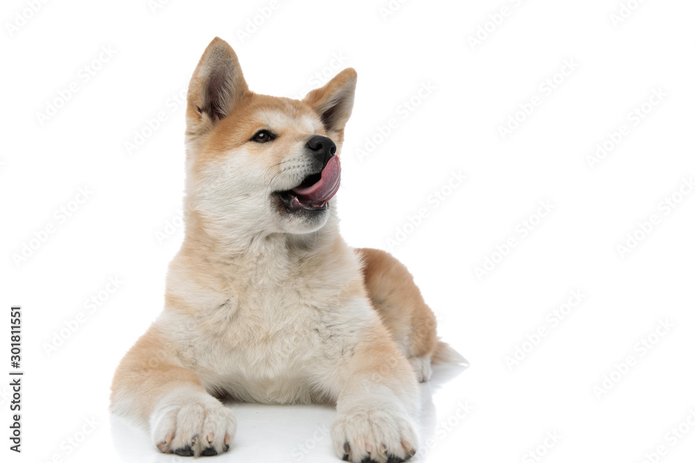 Lovely Akita Inu licking its nose and looking away Lovely Akita Inu licking its nose and looking away