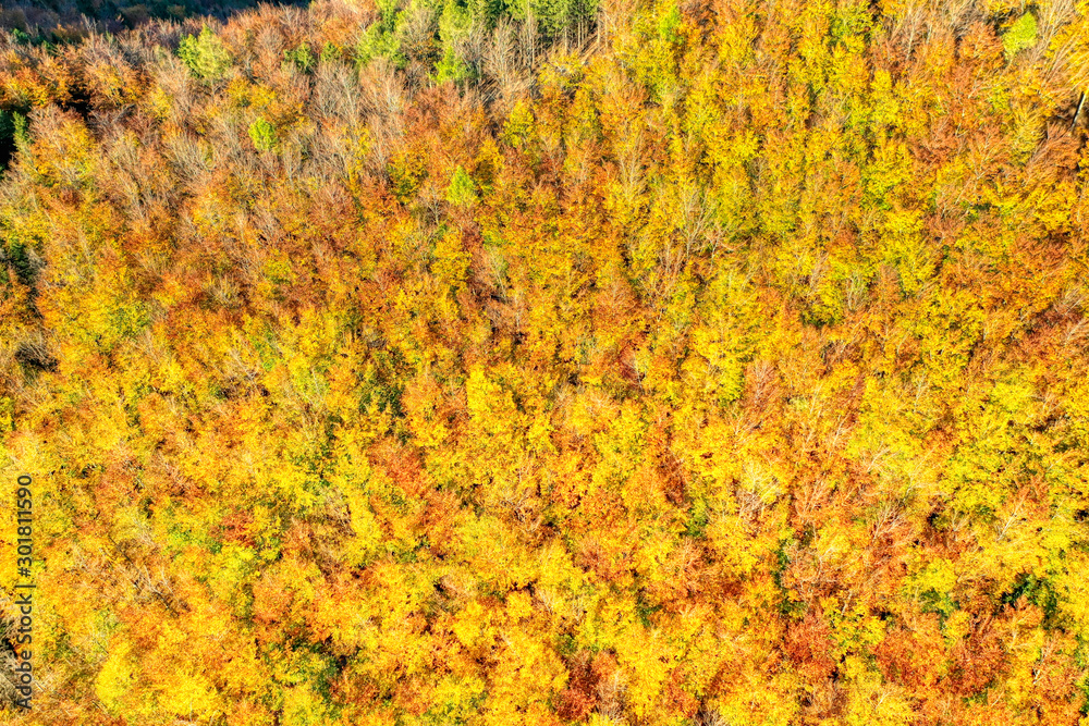 aerial shot of tree leaves stained in autumn colors aerial shot of tree leaves stained in autumn colors