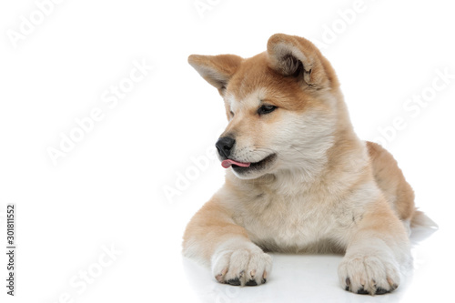 Clumsy Akita Inu licking its nose and looking for something