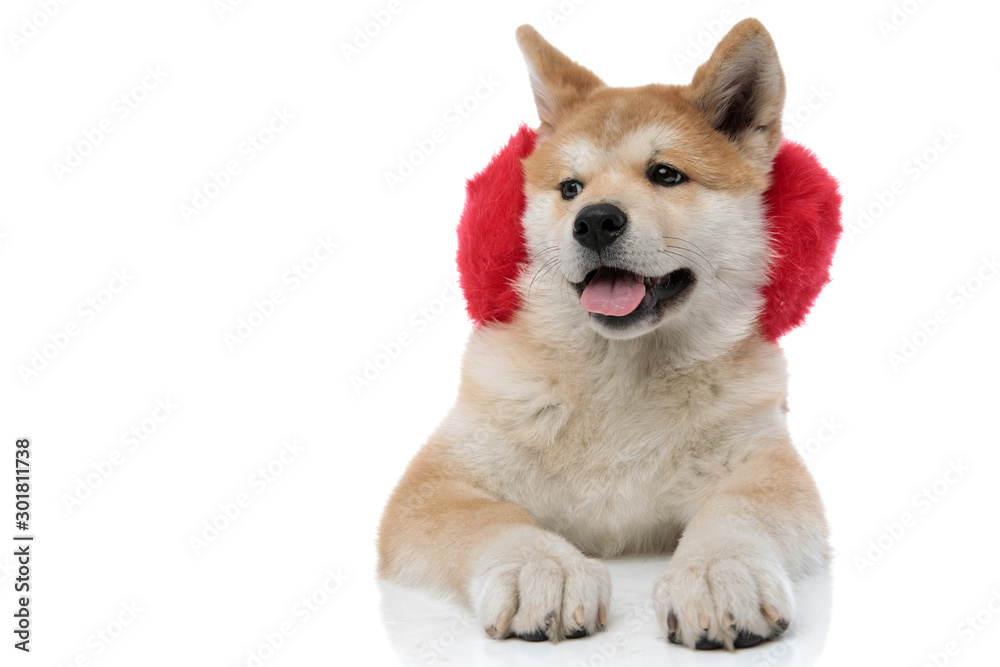 Eager Akita Inu panting and looking away Eager Akita Inu panting and looking away